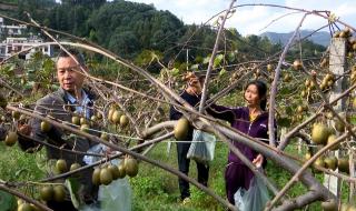 猕猴桃枝叶 猕猴桃枝叶