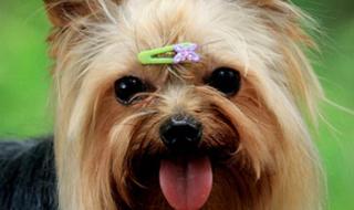 约克夏美容 约克夏美容