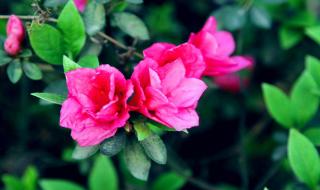 映山红是什么地方的歌 永远的映山红舞蹈